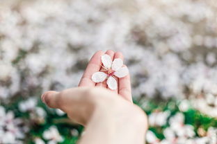 揭秘！孕囊脱落全过程，生命最初的奇迹与成长之旅